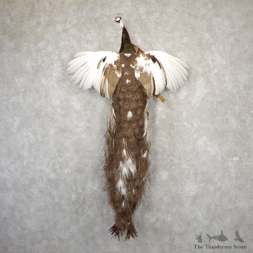 Grey Piebald Peacock Bird Mount For Sale #18925 @ The Taxidermy Store