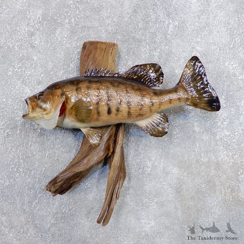 Smallmouth Bass Fish Mount For Sale #18693 @ The Taxidermy Store