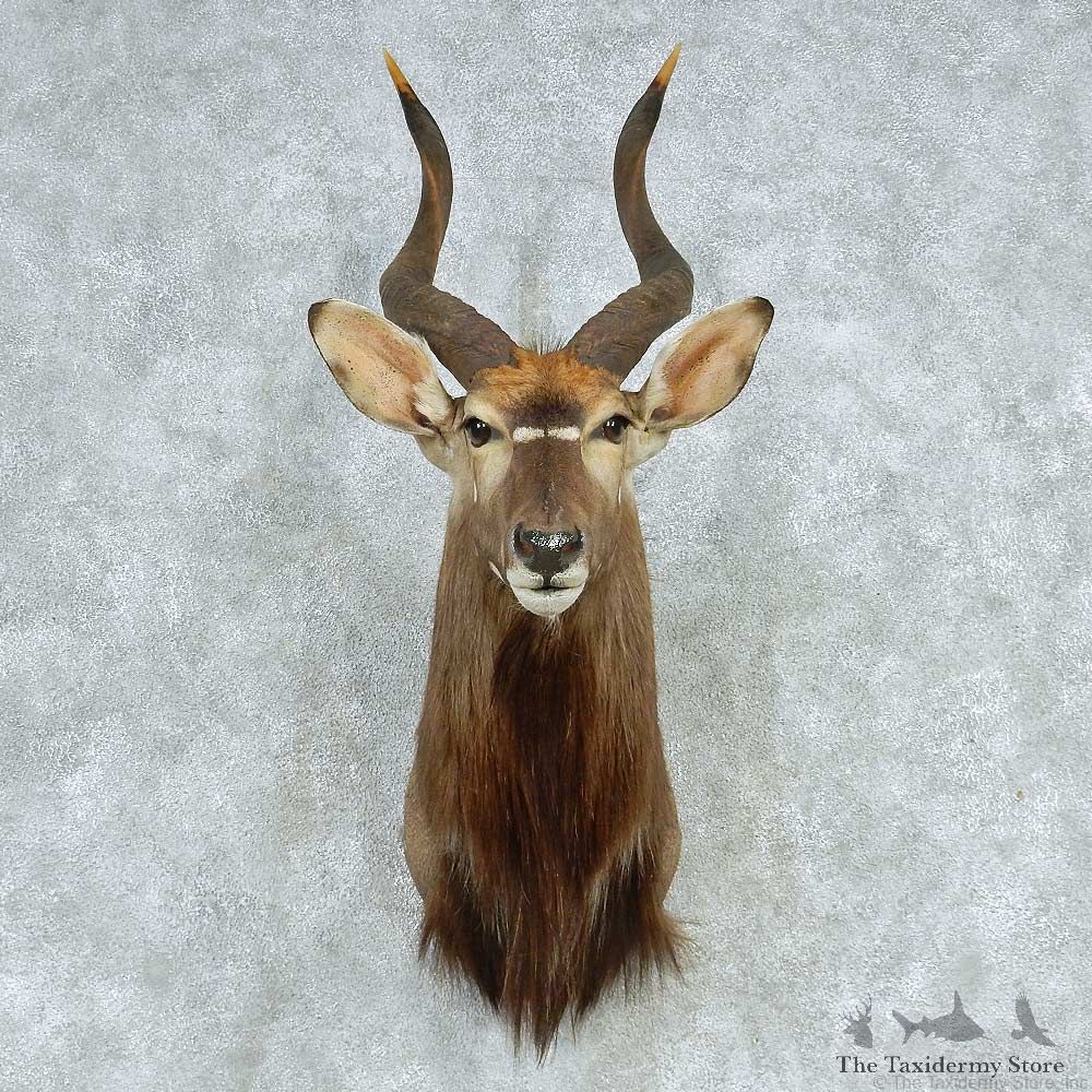 African Nyala Shoulder Mount #13637 For Sale @ The Taxidermy Store