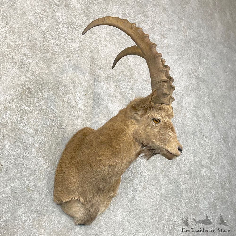 Siberian Ibex Taxidermy Shoulder Mount #24759 @ The Taxidermy Store