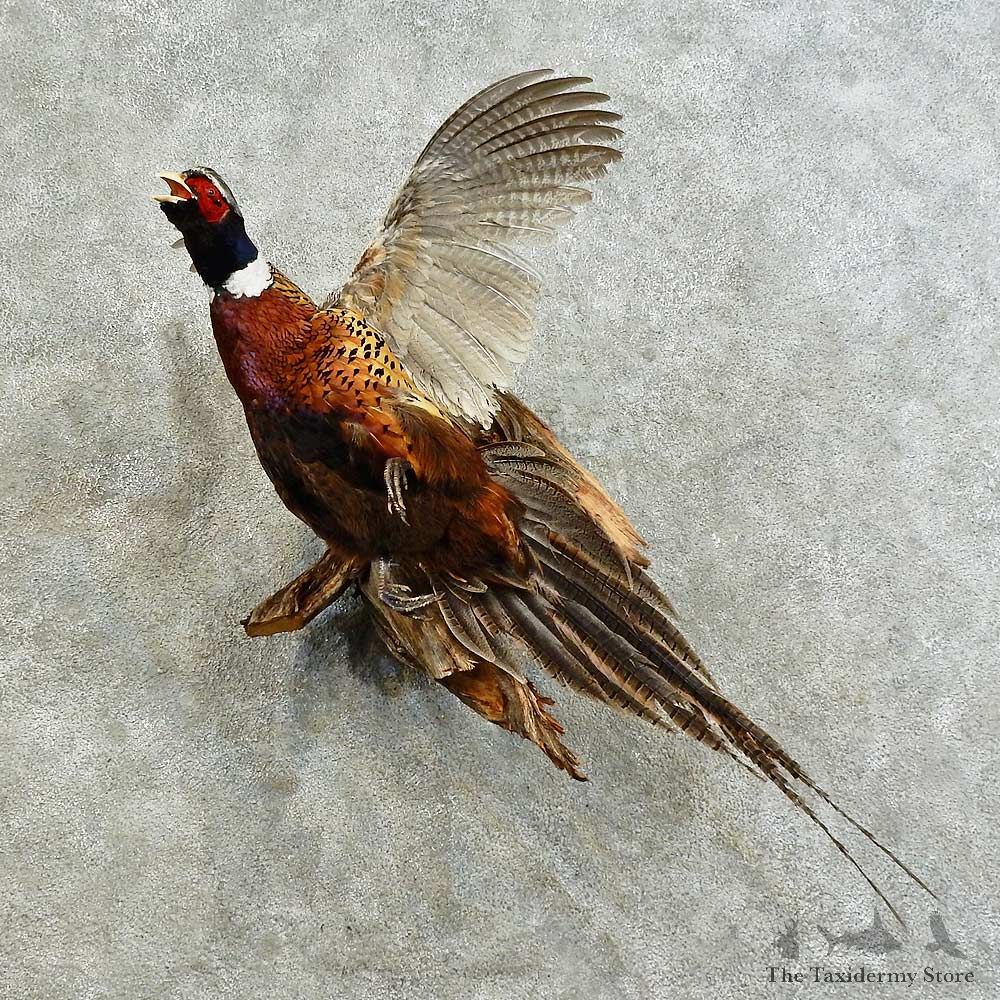 Ringneck Pheasant Bird Mount For Sale #16177 @ The Taxidermy Store