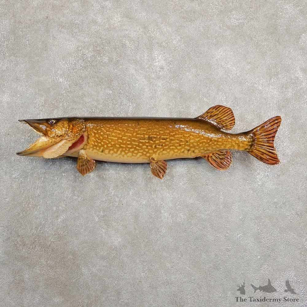Northern Pike Fish Taxidermy Mount For Sale #20898 @ The Taxidermy Store