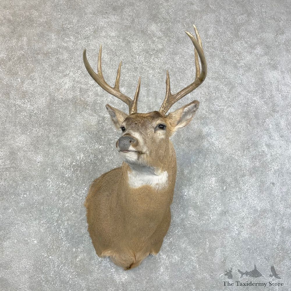 Whitetail Deer Shoulder Mount #24217 For Sale - The Taxidermy Store