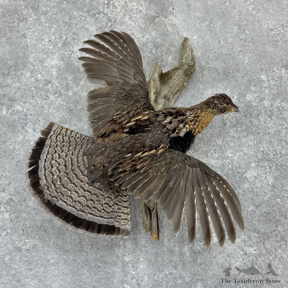 Ruffed Grouse Bird Mount For Sale #32435 @ The Taxidermy Store