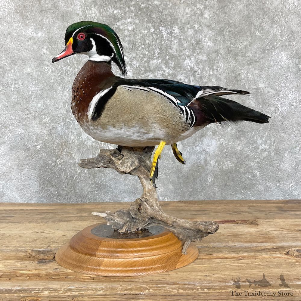 Wood Duck Bird Mount For Sale #26460 - The Taxidermy Store