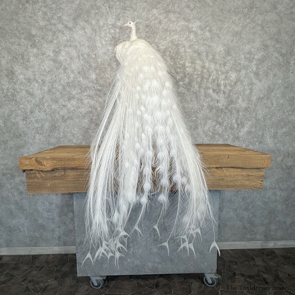 White Peacock Bird Mount For Sale #29964 @ The Taxidermy Store
