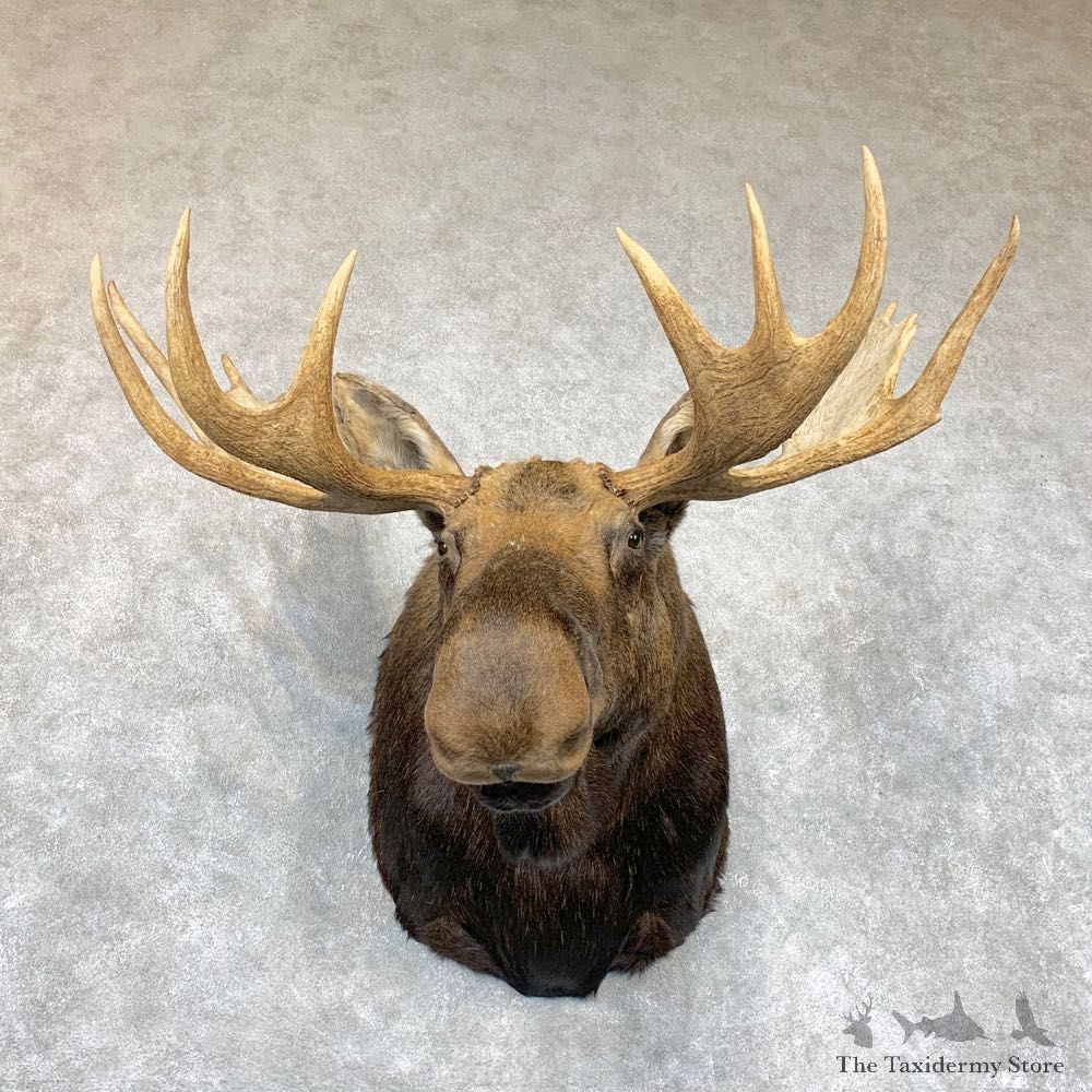 Canadian Moose Shoulder Mount For Sale #22335 @ The Taxidermy Store