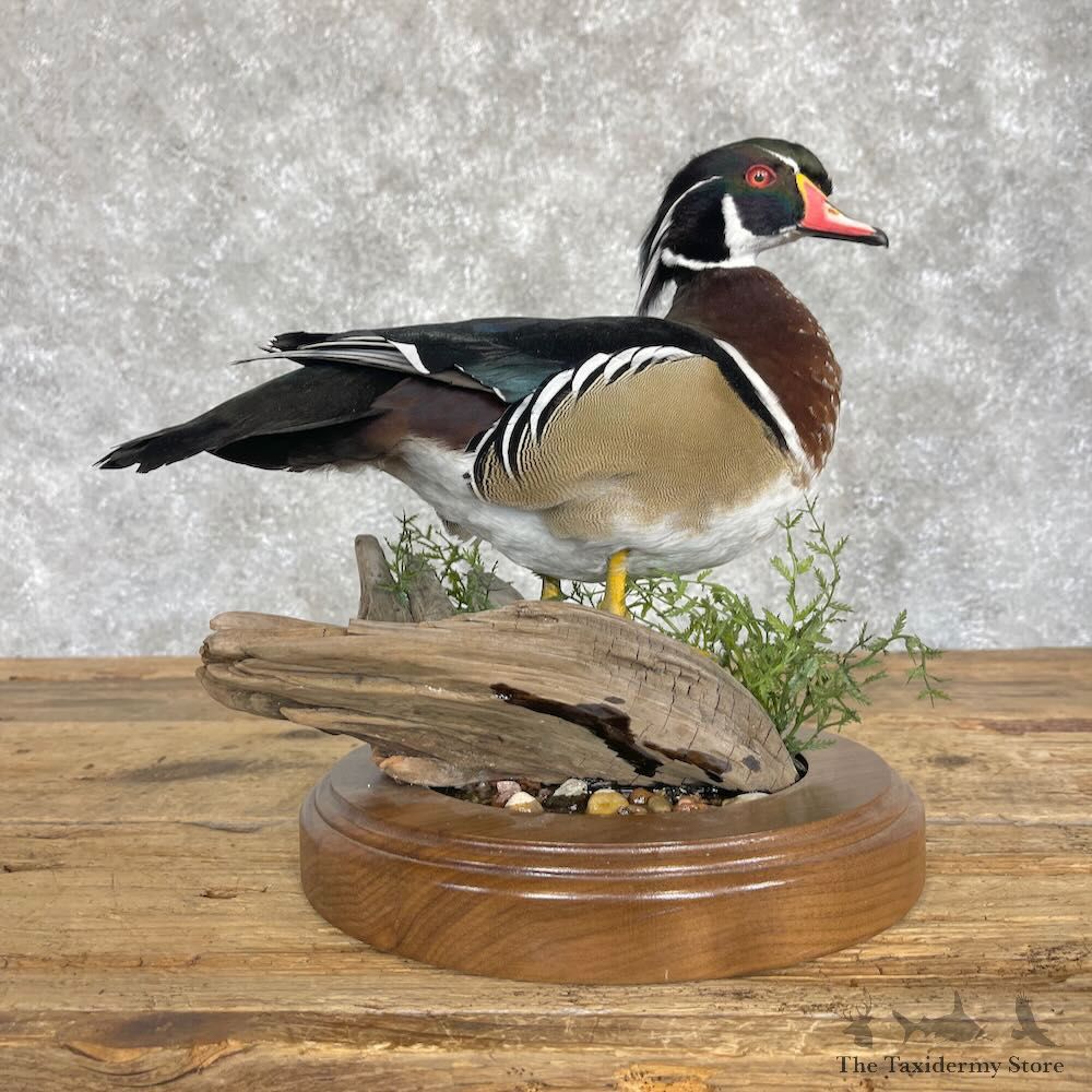 Wood Duck Bird Mount For Sale #28537 - The Taxidermy Store