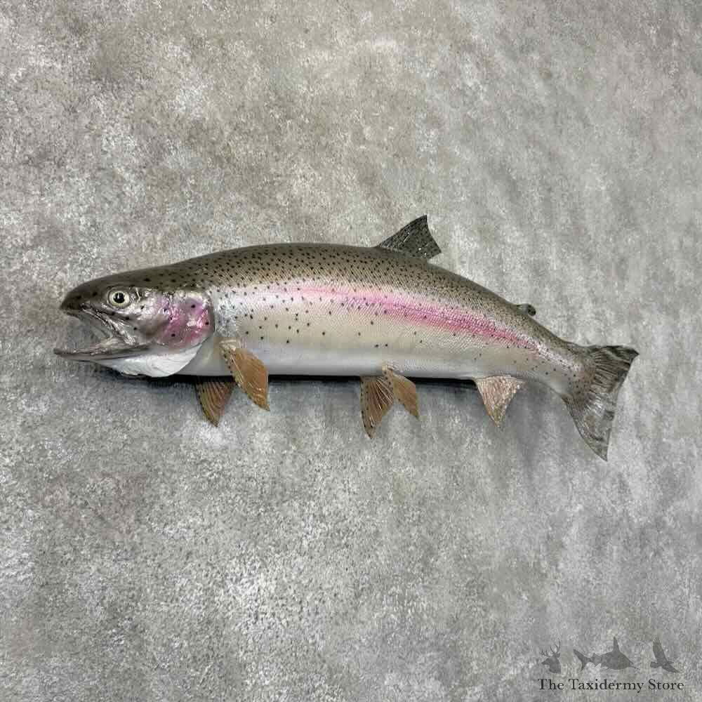 Rainbow Trout Fish Mount For Sale #30989 @ The Taxidermy Store