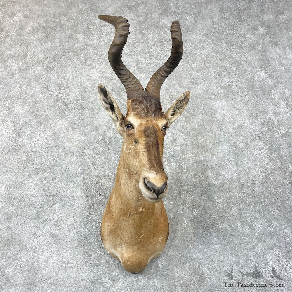 Red Cape Hartebeest Shoulder Mount For Sale #26051 @ The Taxidermy Store
