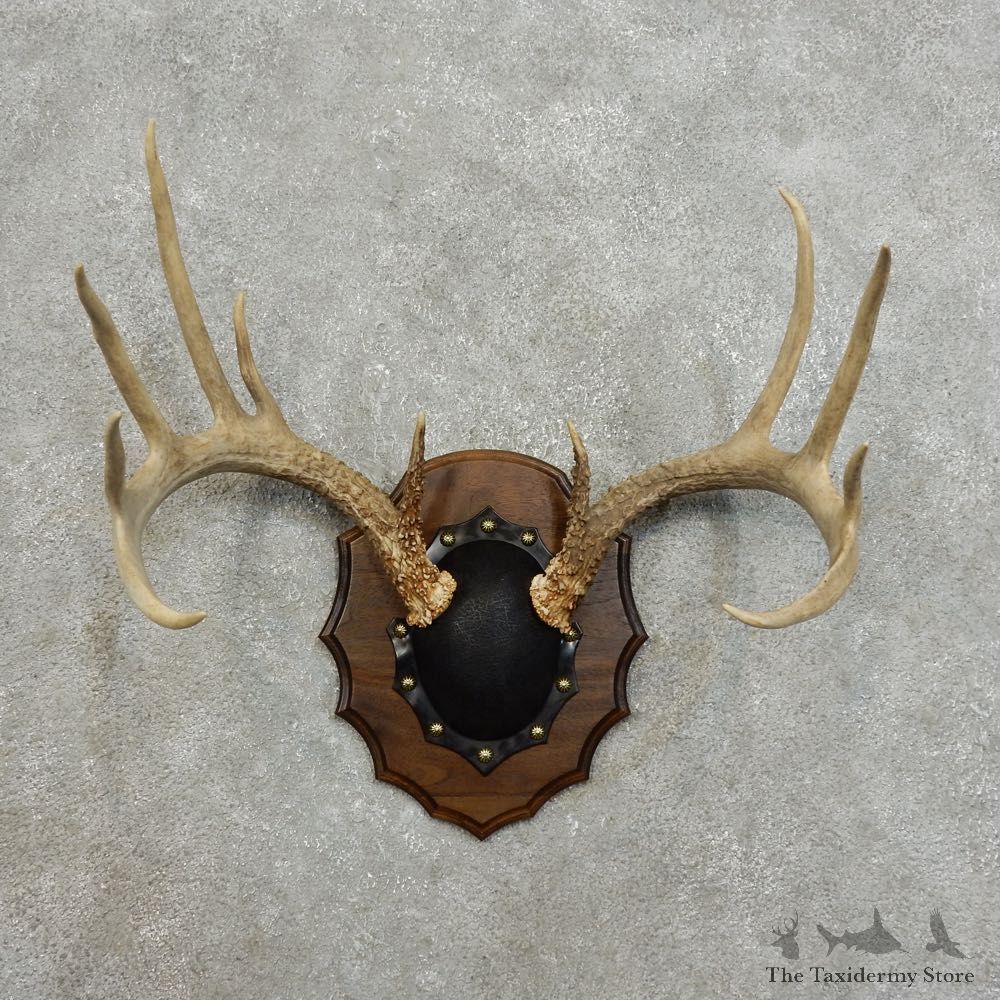 Whitetail Deer Antler Plaque For Sale #15993 @ The Taxidermy Store