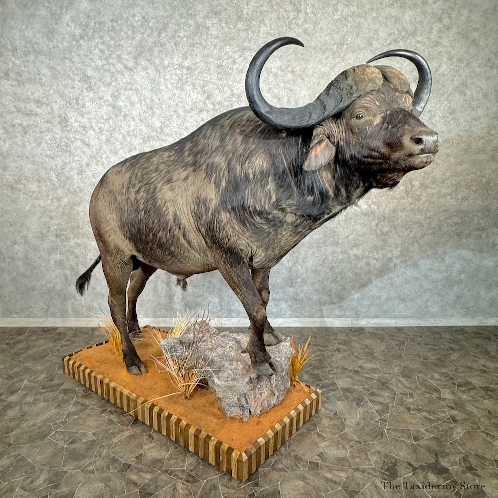 Cape Buffalo Life-Size Mount For Sale #29750 @ The Taxidermy Store