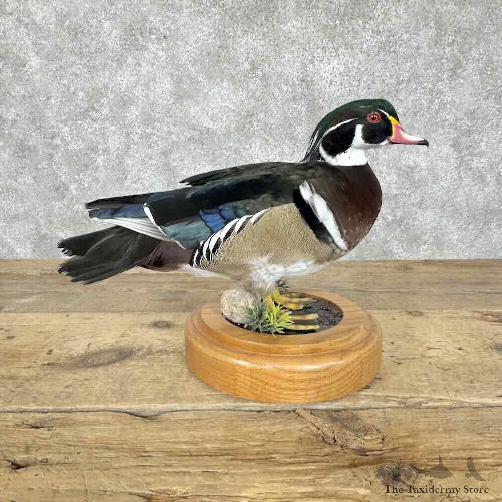 Wood Duck Bird Mount For Sale #30561 @ The Taxidermy Store