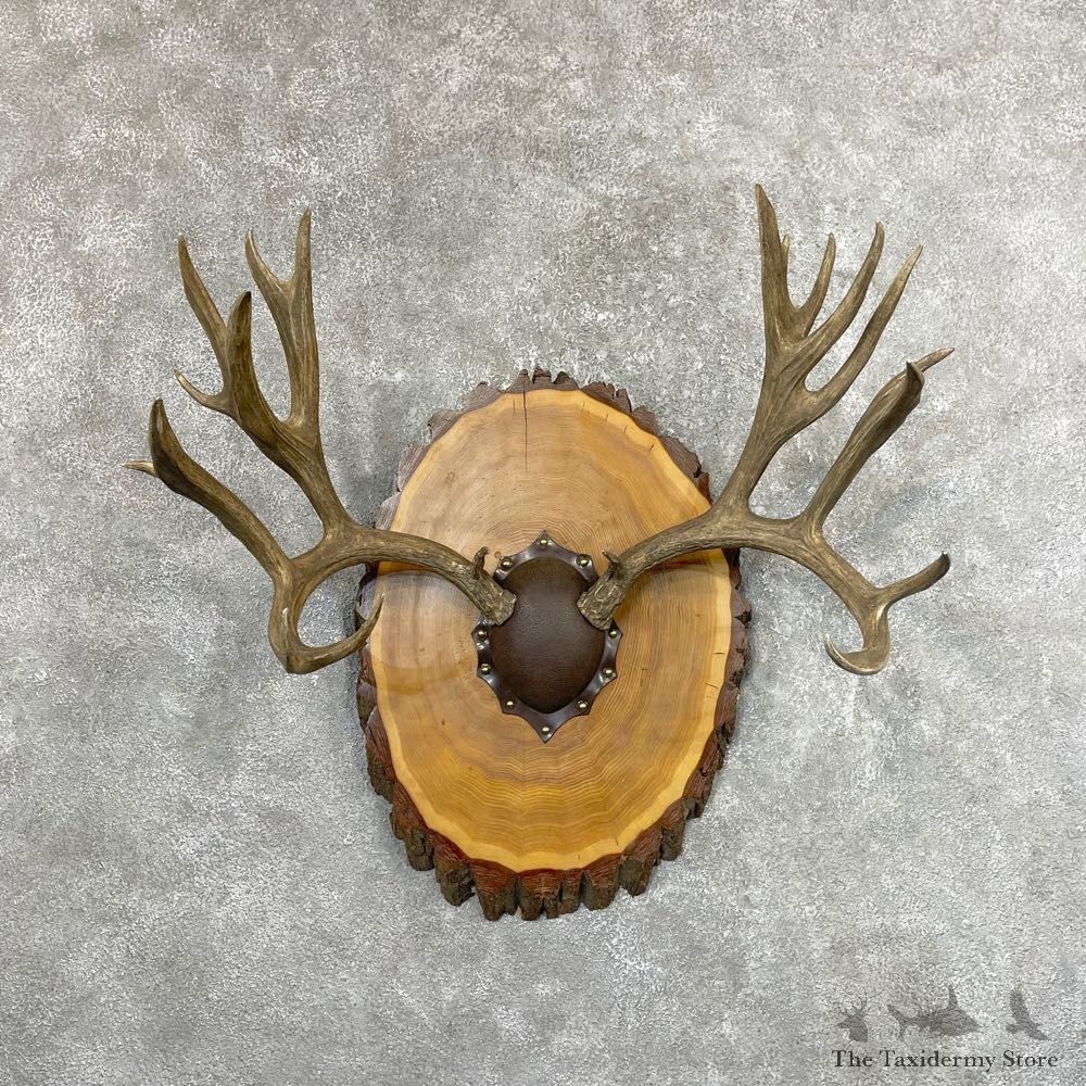 Mule Deer Taxidermy European Antler Plaque #24573 For Sale @ The Taxidermy Store