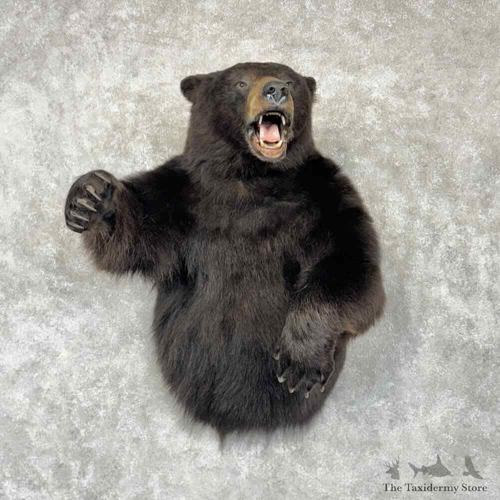 Black Bear Half-Life-Size Mount For Sale #30371 @ The Taxidermy Store