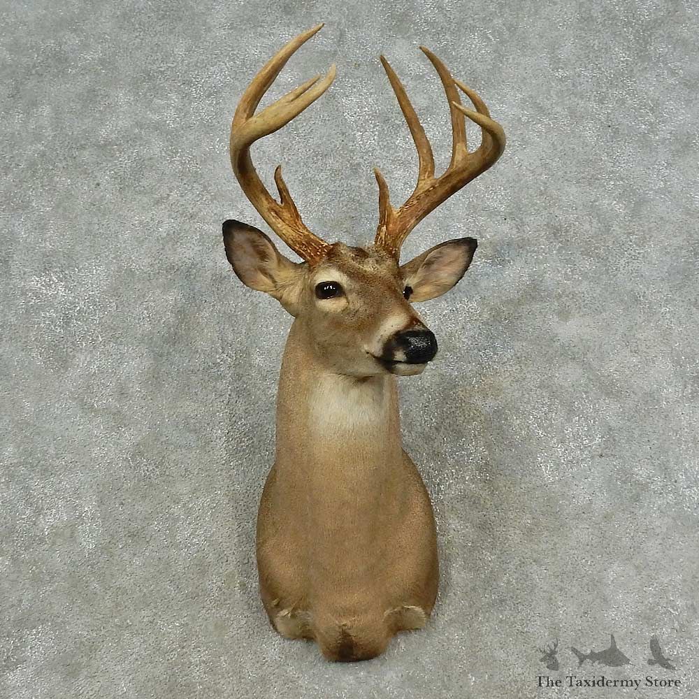 Whitetail Deer Shoulder Mount For Sale #16706 @ The Taxidermy Store