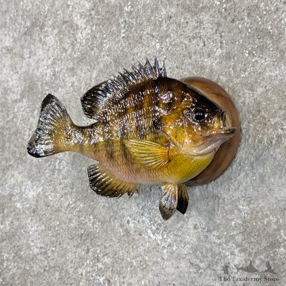 Bluegill Fish Mount For Sale #29918 @ The Taxidermy Store