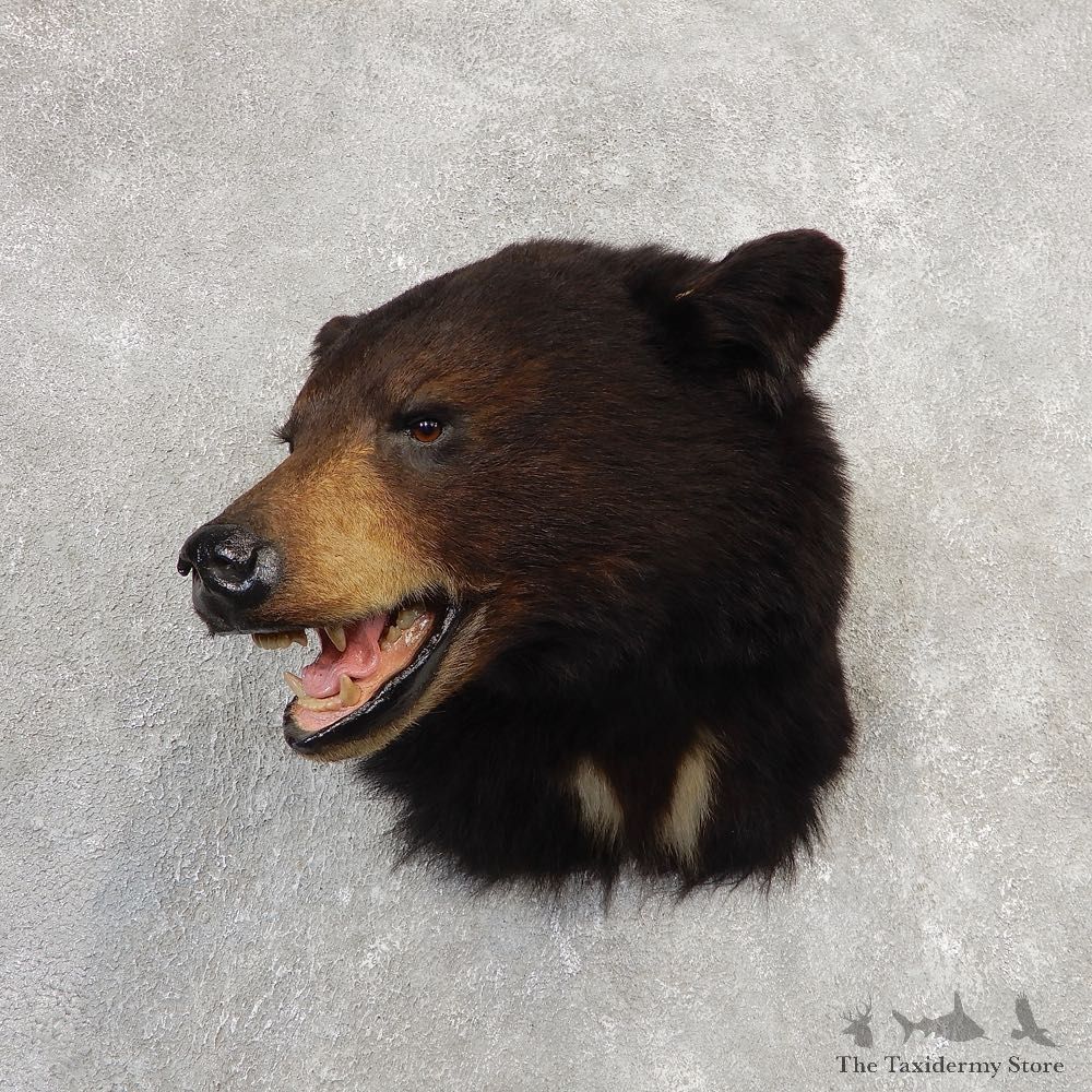 Black Bear Shoulder Mount For Sale #21151 @ The Taxidermy Store