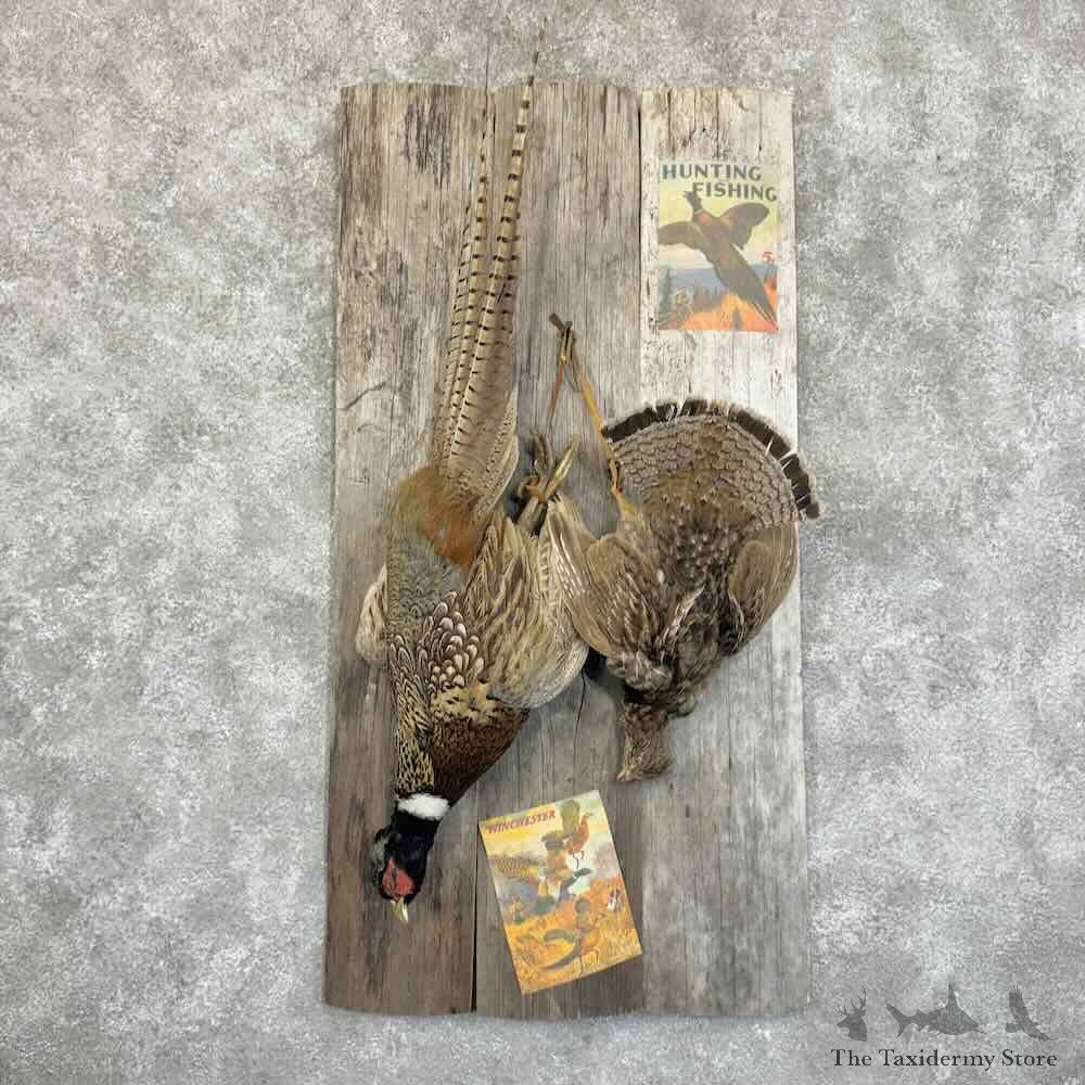 Ringneck Pheasant Ruffed Grouse Bird Display For Sale #30936 @ The Taxidermy Store