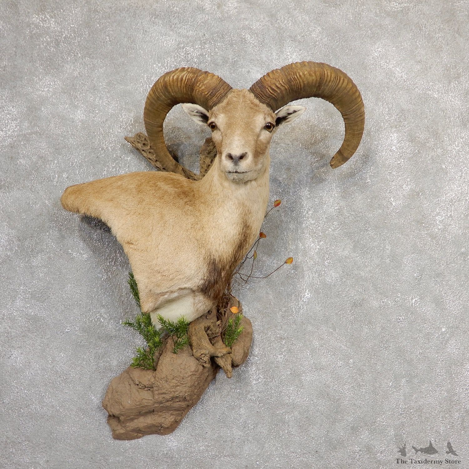 Mouflon Sheep Shoulder Mount #19055 For Sale @ The Taxidermy Store