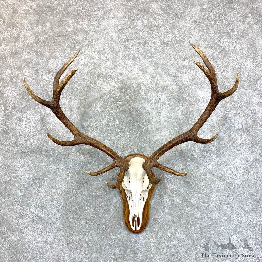 Red Deer Stag Skull European Mount For Sale #23556 @ The Taxidermy Store
