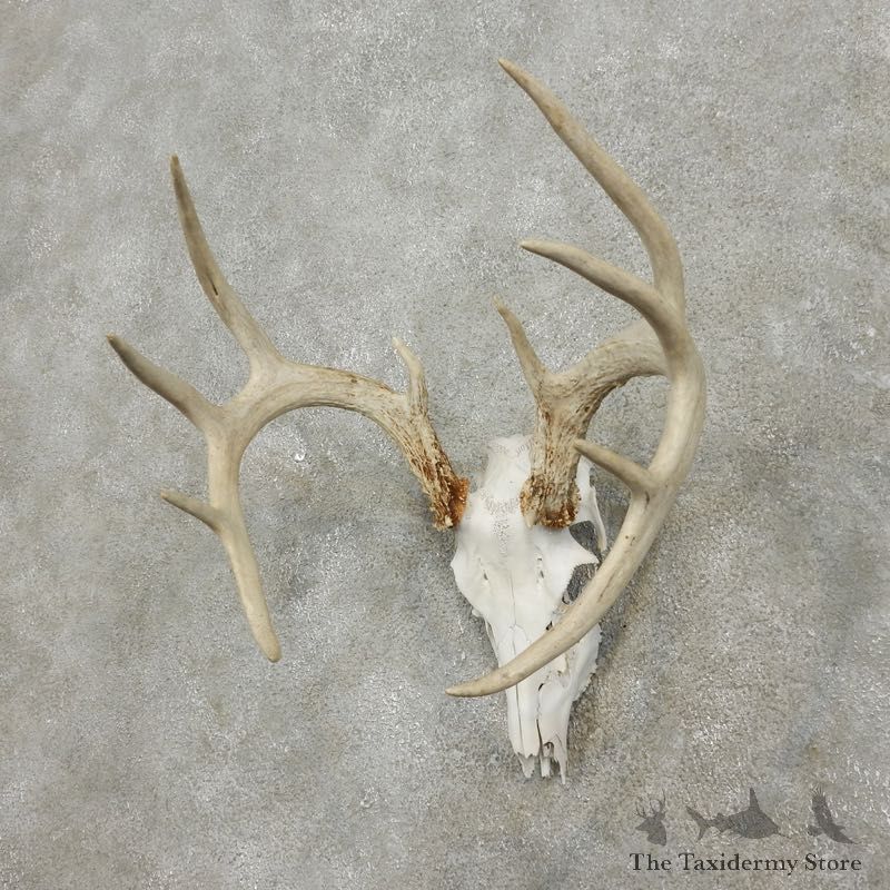 Whitetail Deer Skull European Mount For Sale #17559 @ The Taxidermy Store