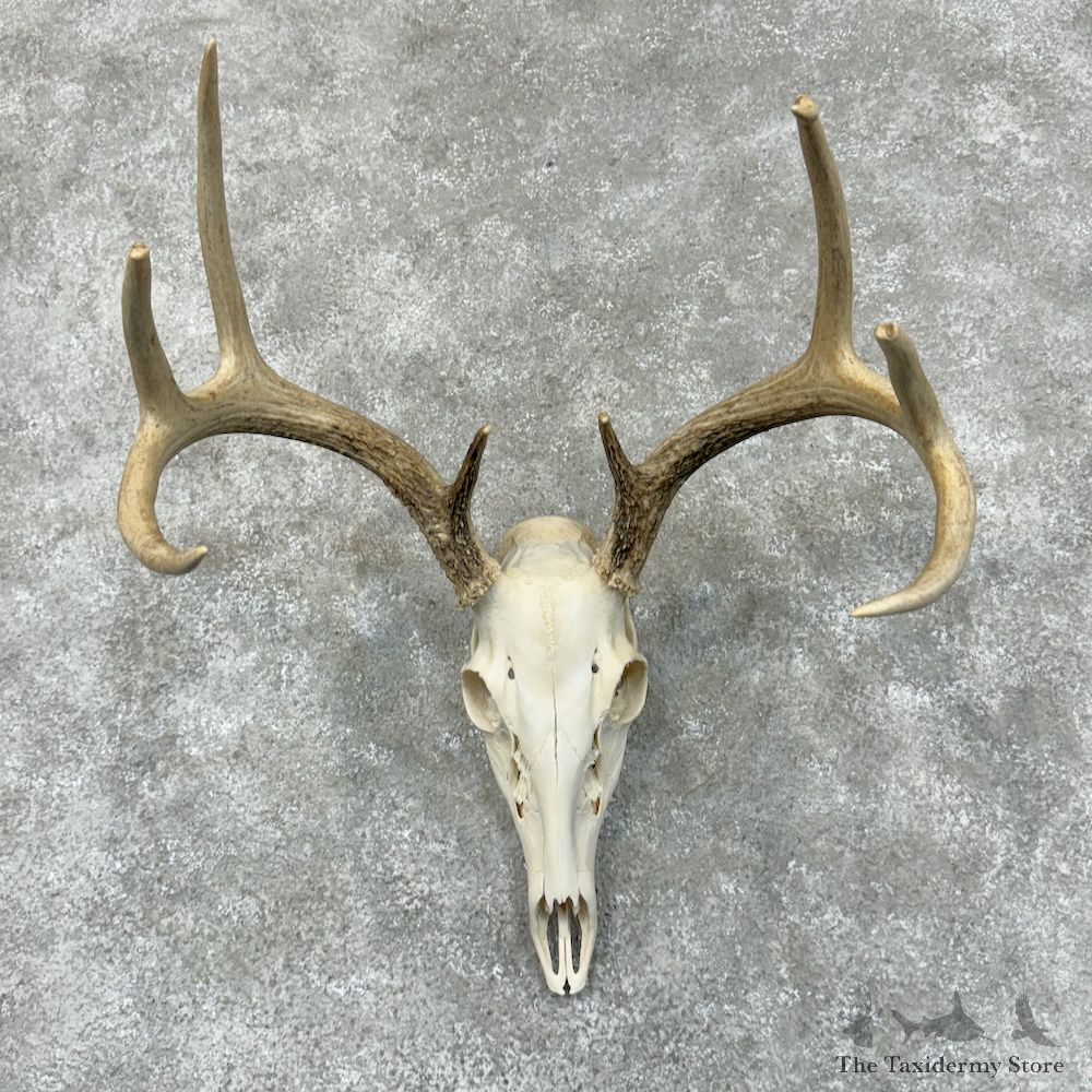 Whitetail Deer Skull European Mount For Sale #29541 @ The Taxidermy Store