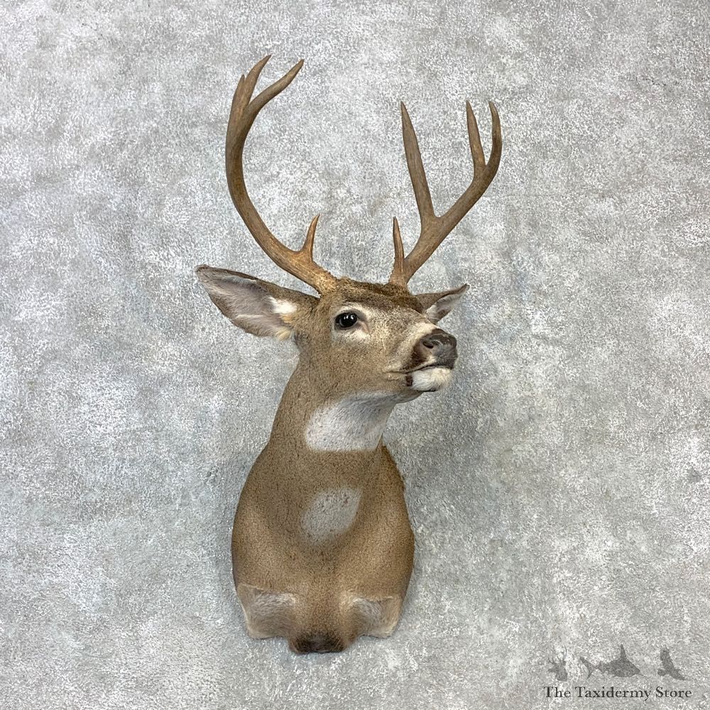 Columbian Black-tailed Deer Shoulder Mount For Sale #23111 @ The Taxidermy Store