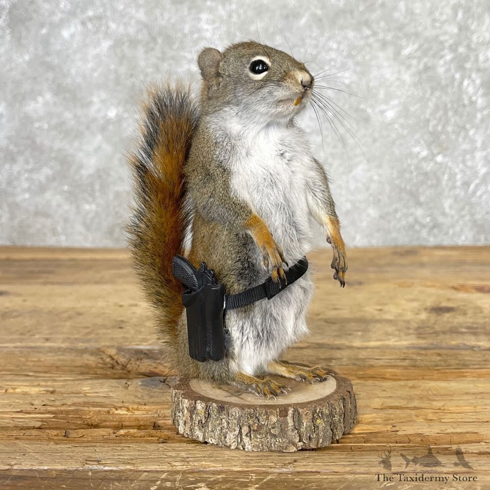 Pistol Squirrel Novelty Mount For Sale #25048 @ The Taxidermy Store