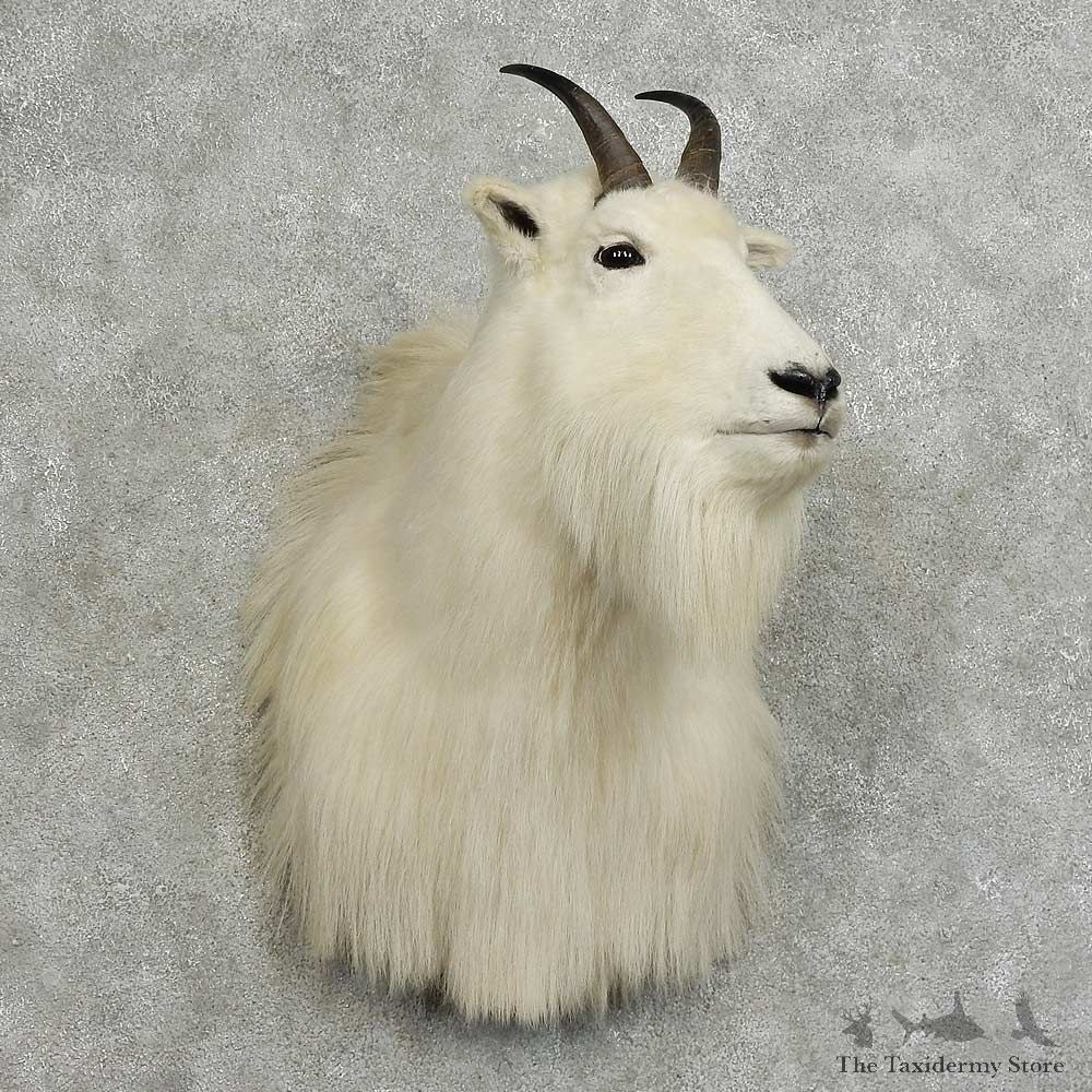 Mountain Goat Shoulder Mount For Sale #16094 @ The Taxidermy Store
