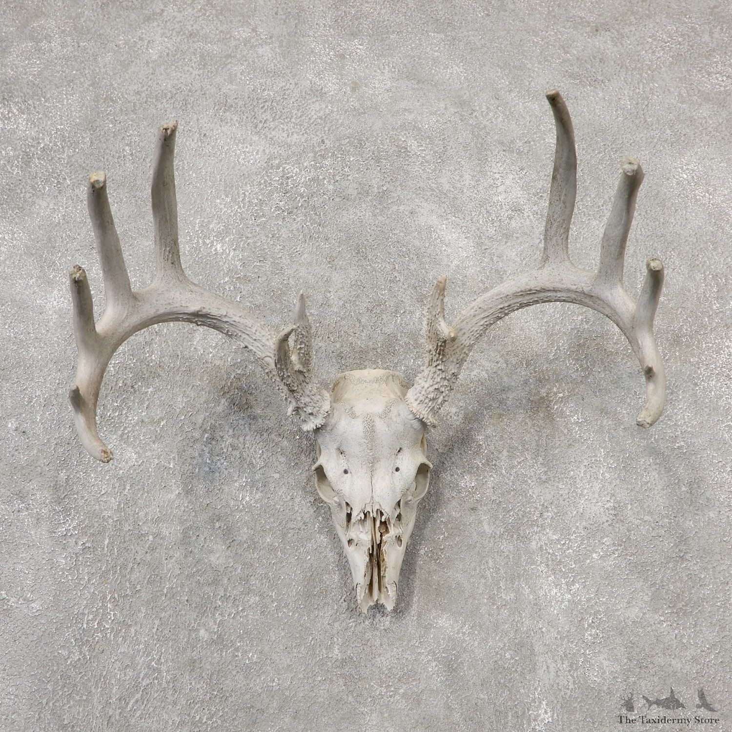 Whitetail Deer Skull European Mount For Sale #19152 @ The Taxidermy Store