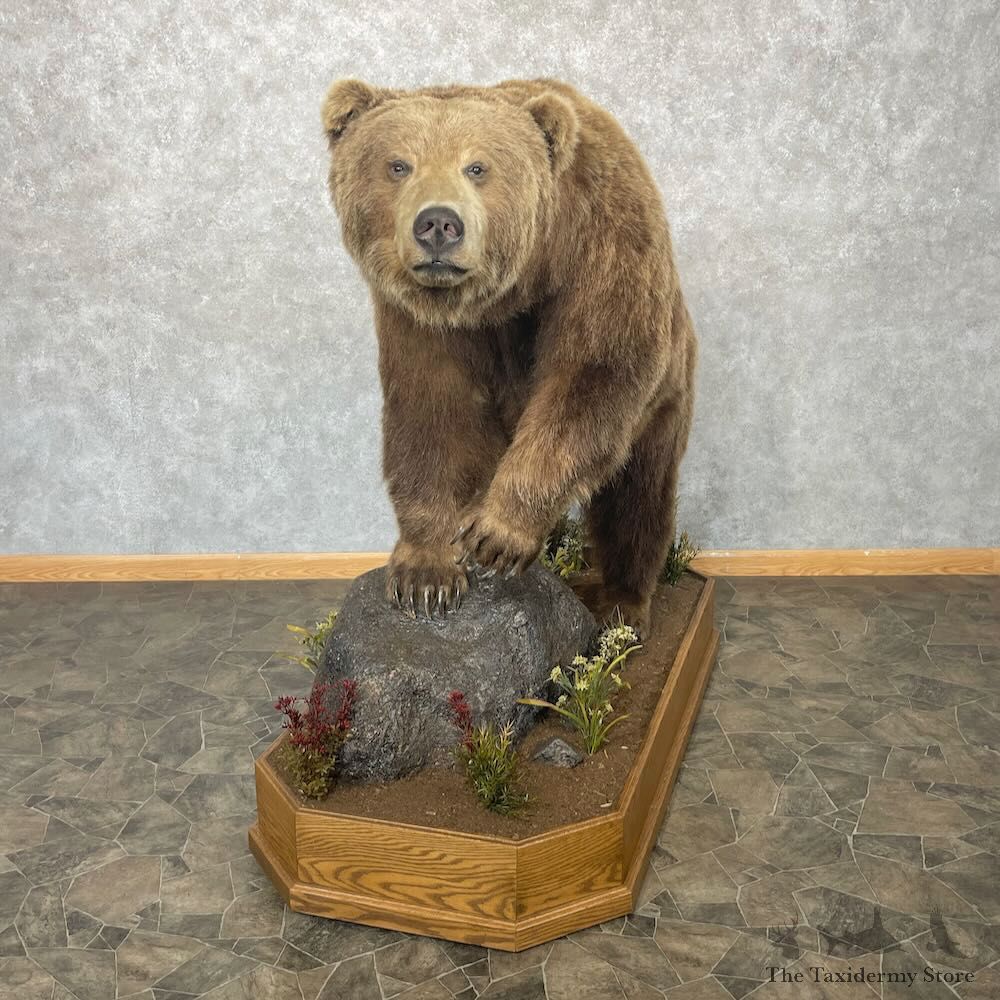 Grizzly Bear Life-Size Mount For Sale #28546 @ The Taxidermy Store