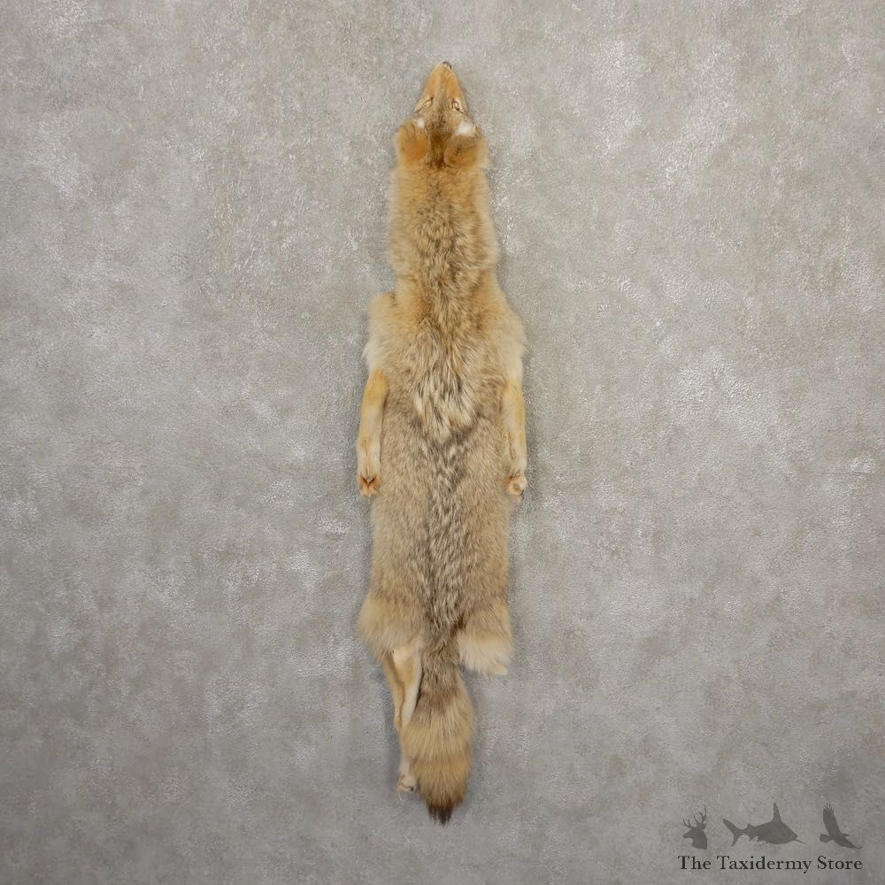 Coyote Tanned Hide For Sale #20674 @ The Taxidermy Store