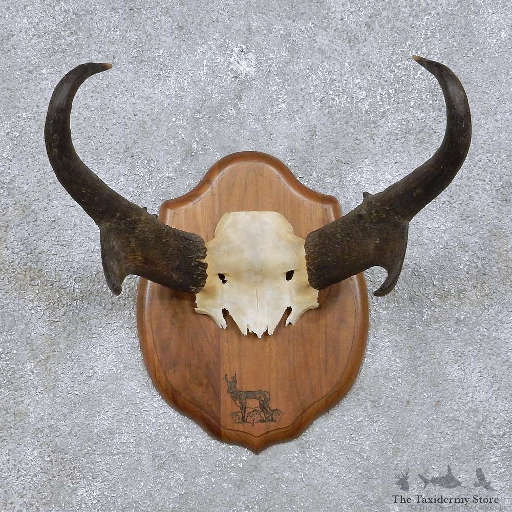Pronghorn Antelope Horn Plaque For Sale #14068 @ The Taxidermy Store