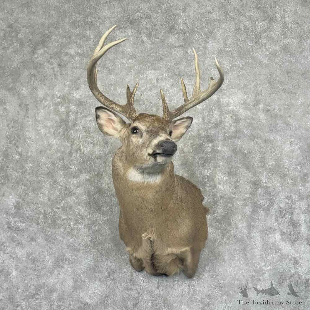 Whitetail Deer Shoulder Mount For Sale #32004 @ The Taxidermy Store