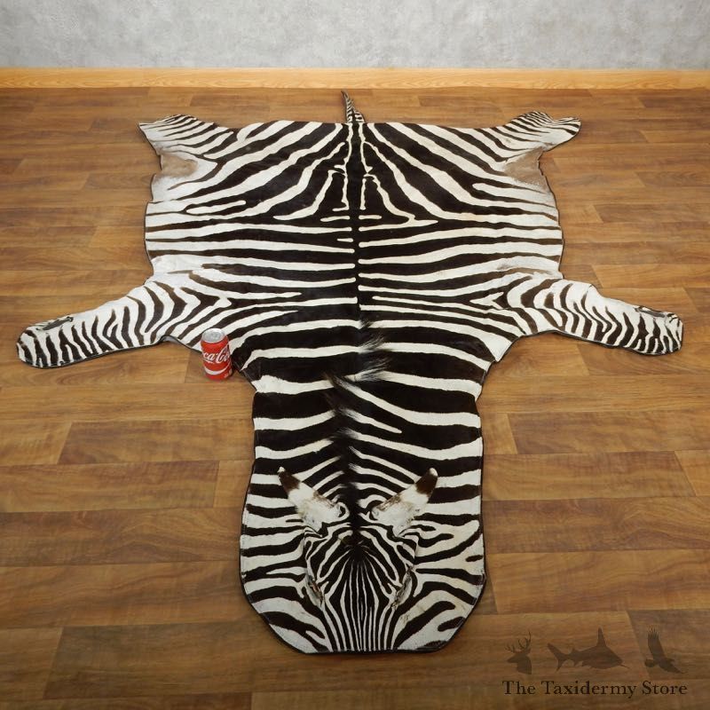 African Zebra Full-Size Taxidermy Rug For Sale #17855 @ The Taxidermy Store