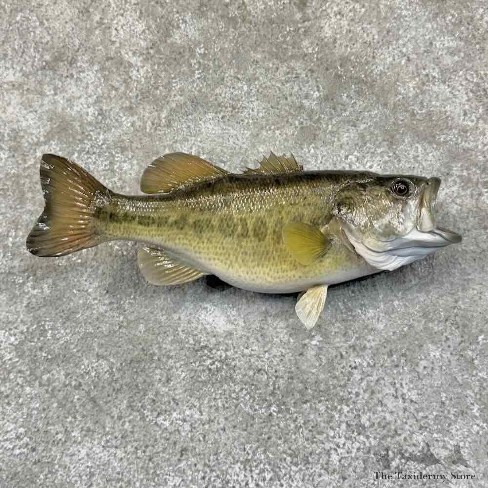 Largemouth Bass Fish Mount For Sale #31448 @ The Taxidermy Store