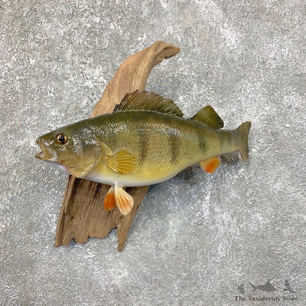 Yellow Perch Fish Mount For Sale #23887 @ The Taxidermy Store