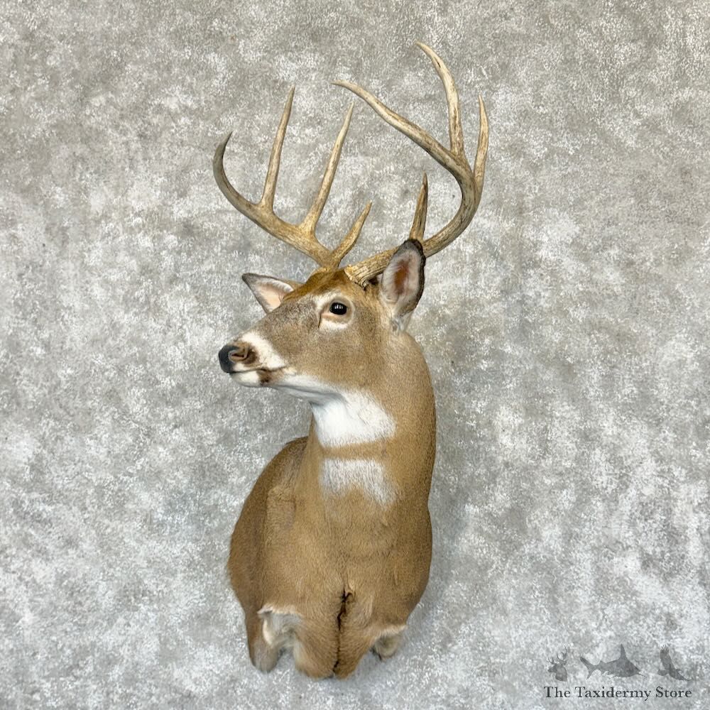 Whitetail Deer Shoulder Mount For Sale #29158 @ The Taxidermy Store