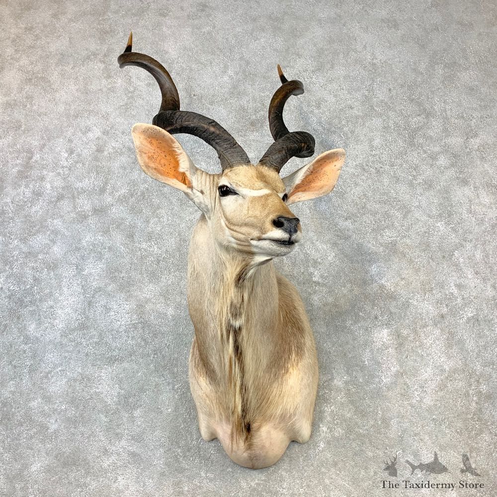 Greater Kudu Shoulder Mount For Sale #23272 @ The Taxidermy Store