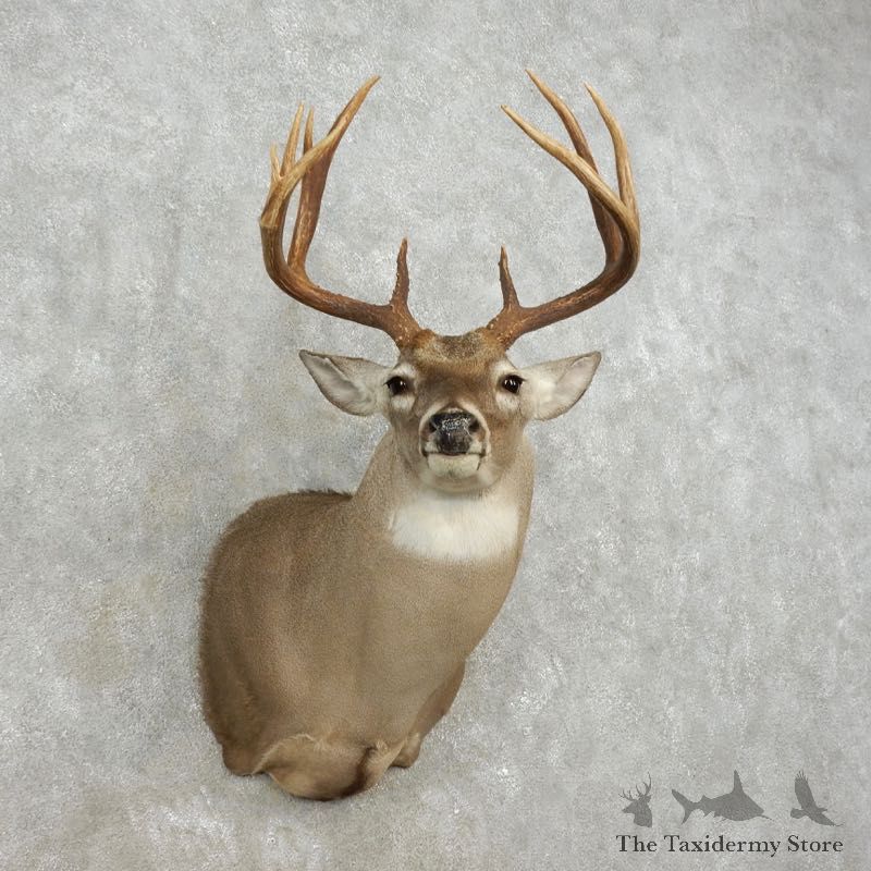 Whitetail Deer Shoulder Mount For Sale #17370 @ The Taxidermy Store