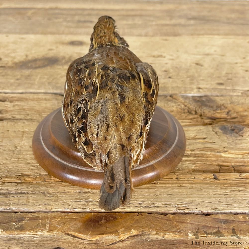 Bobwhite Quail Bird Mount For Sale #24839 @ The Taxidermy Store