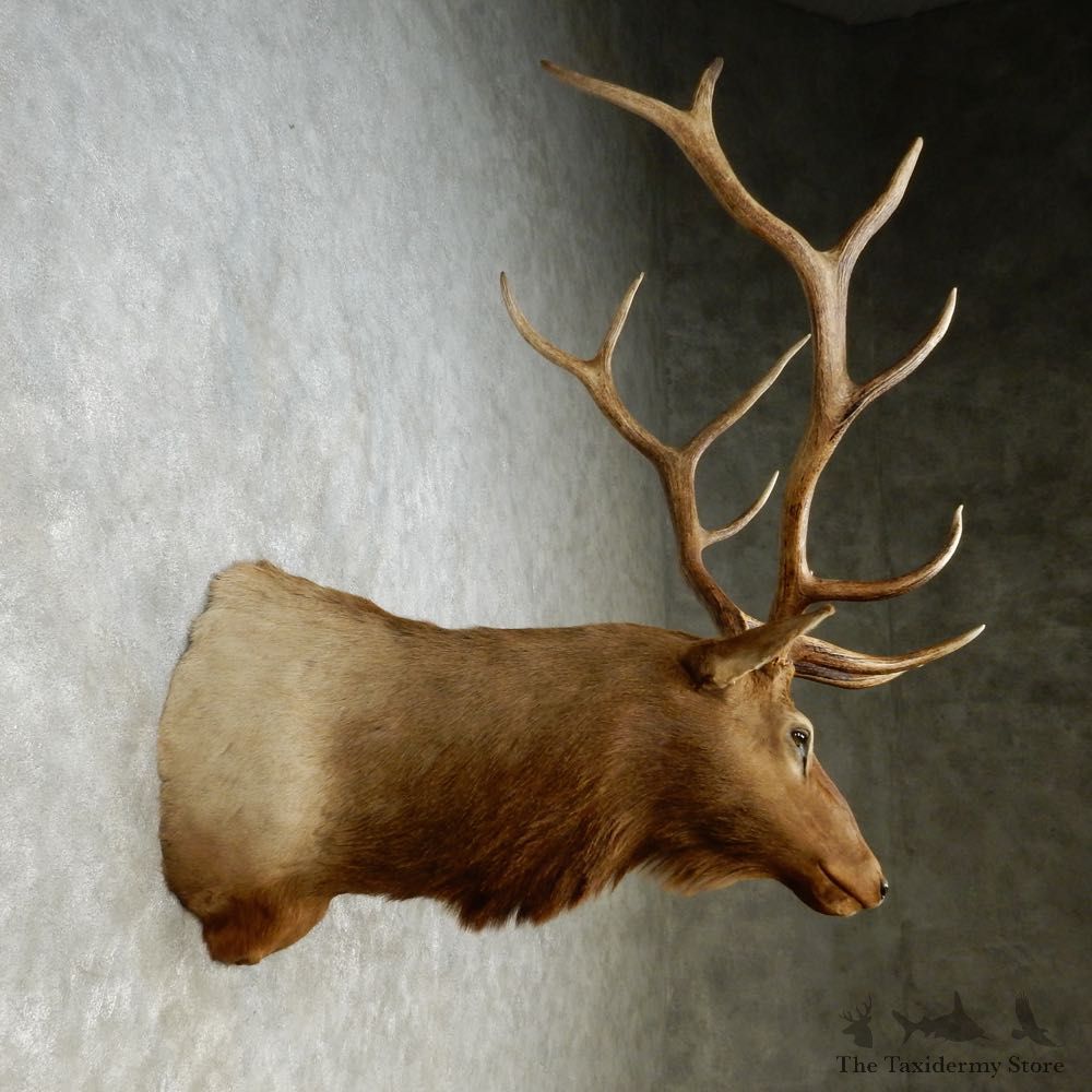 Rocky Mountain Elk Shoulder Mount For Sale #14268 @ The Taxidermy Store