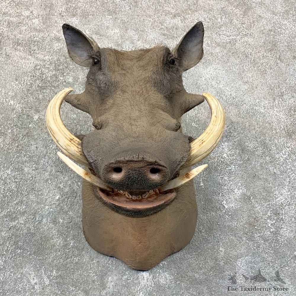 African Warthog Shoulder Mount For Sale #22761 @ The Taxidermy Store