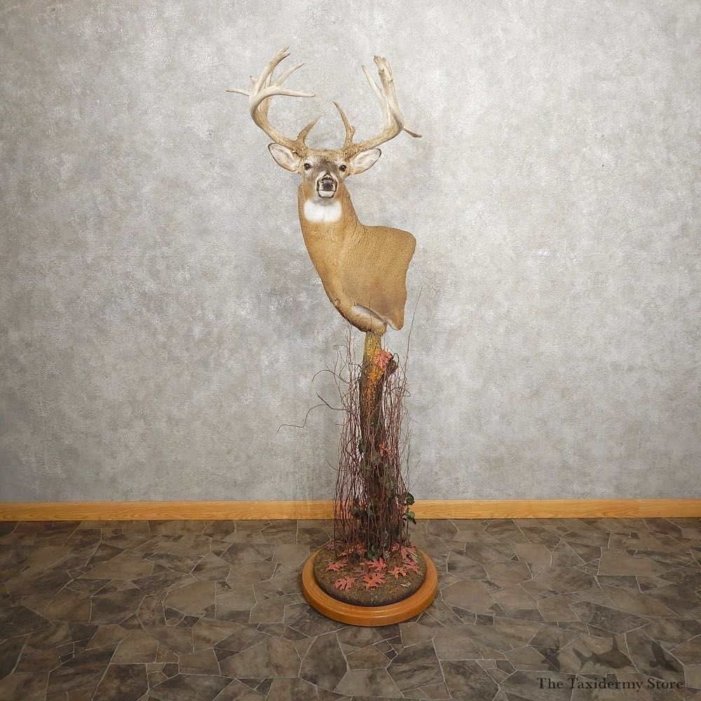 Whitetail Deer Shoulder Mount For Sale #21011 @ The Taxidermy Store