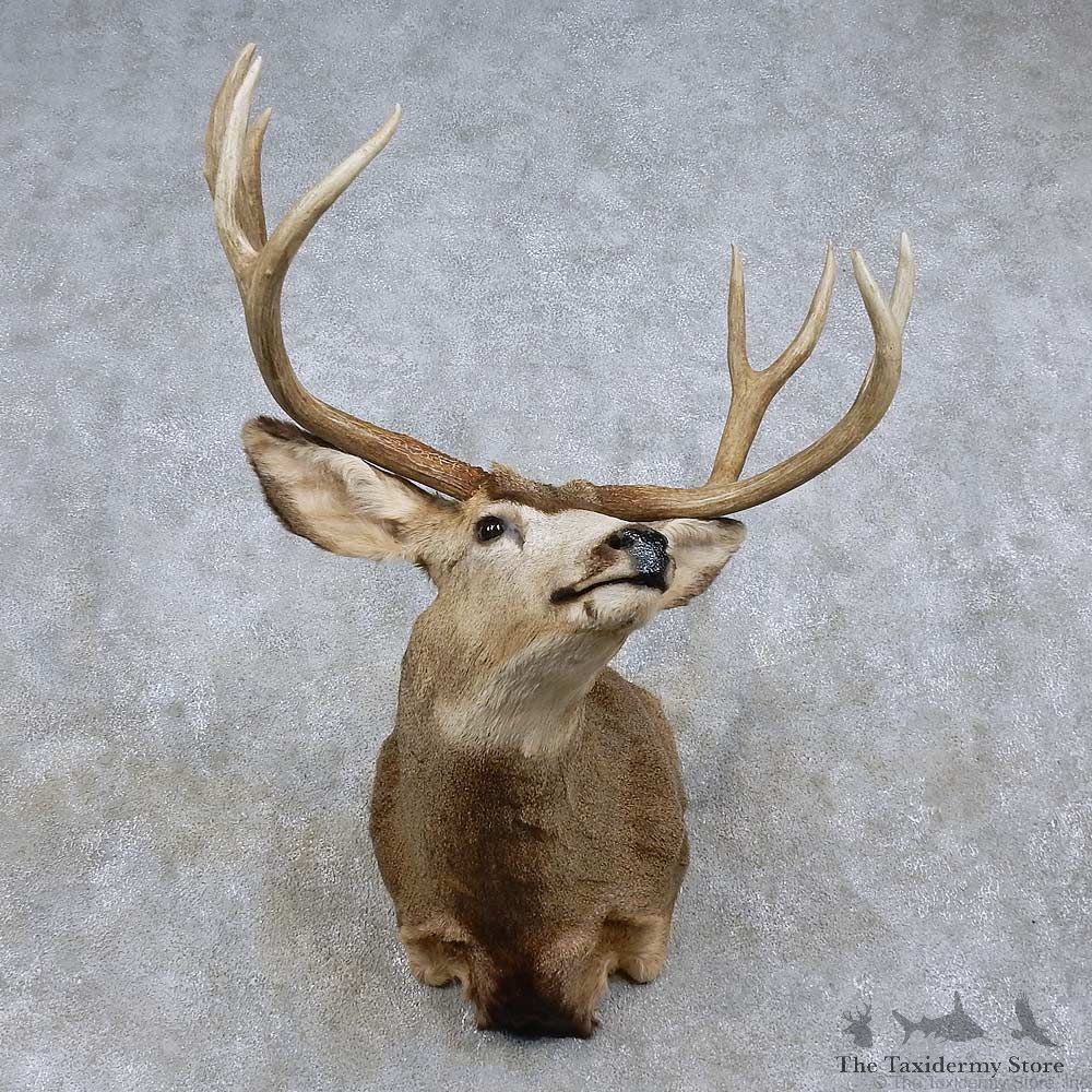 Mule Deer Shoulder Mount For Sale #15718 @ The Taxidermy Store