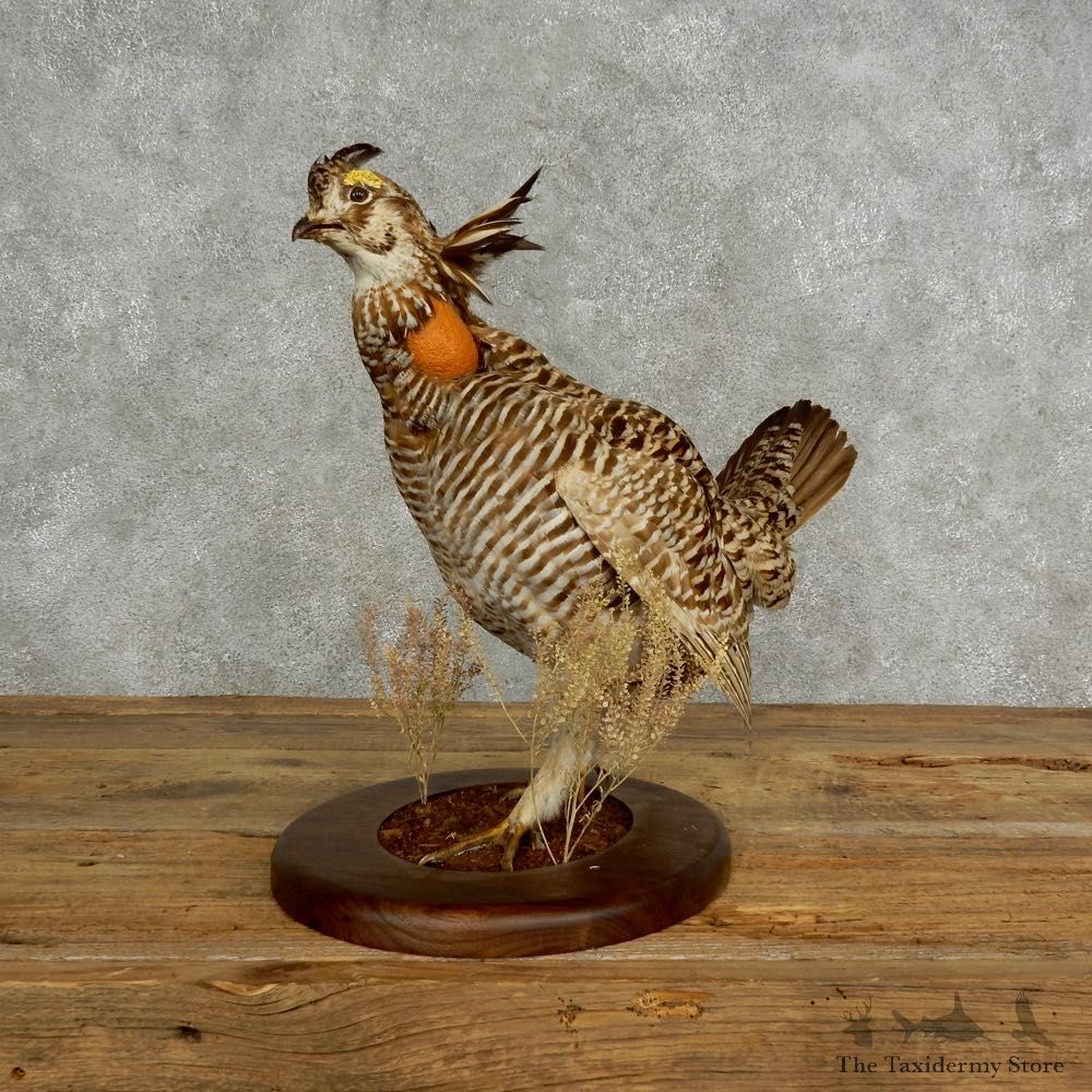 Prairie Chicken Bird Mount For Sale #17027 @ The Taxidermy Store