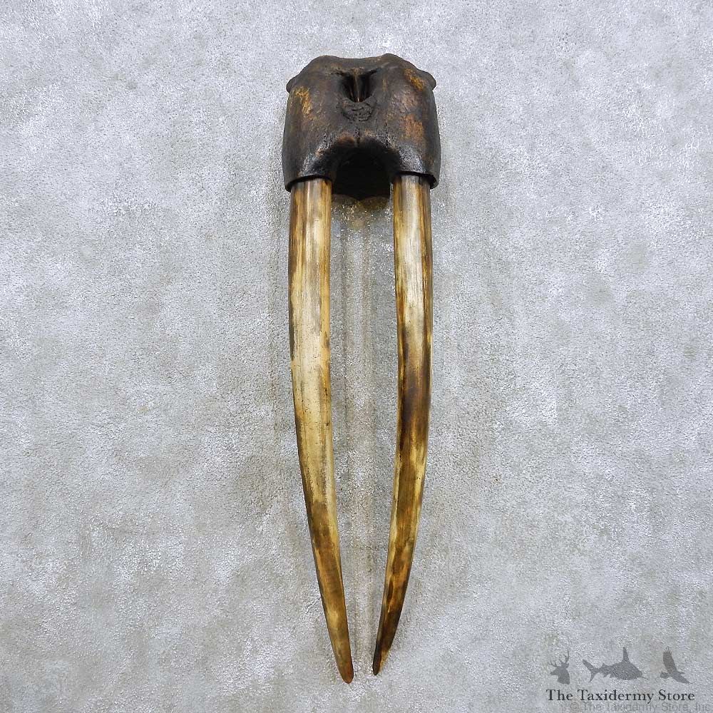 Walrus Skull Tusk Replica Mount For Sale #14294 @ The Taxidermy Store