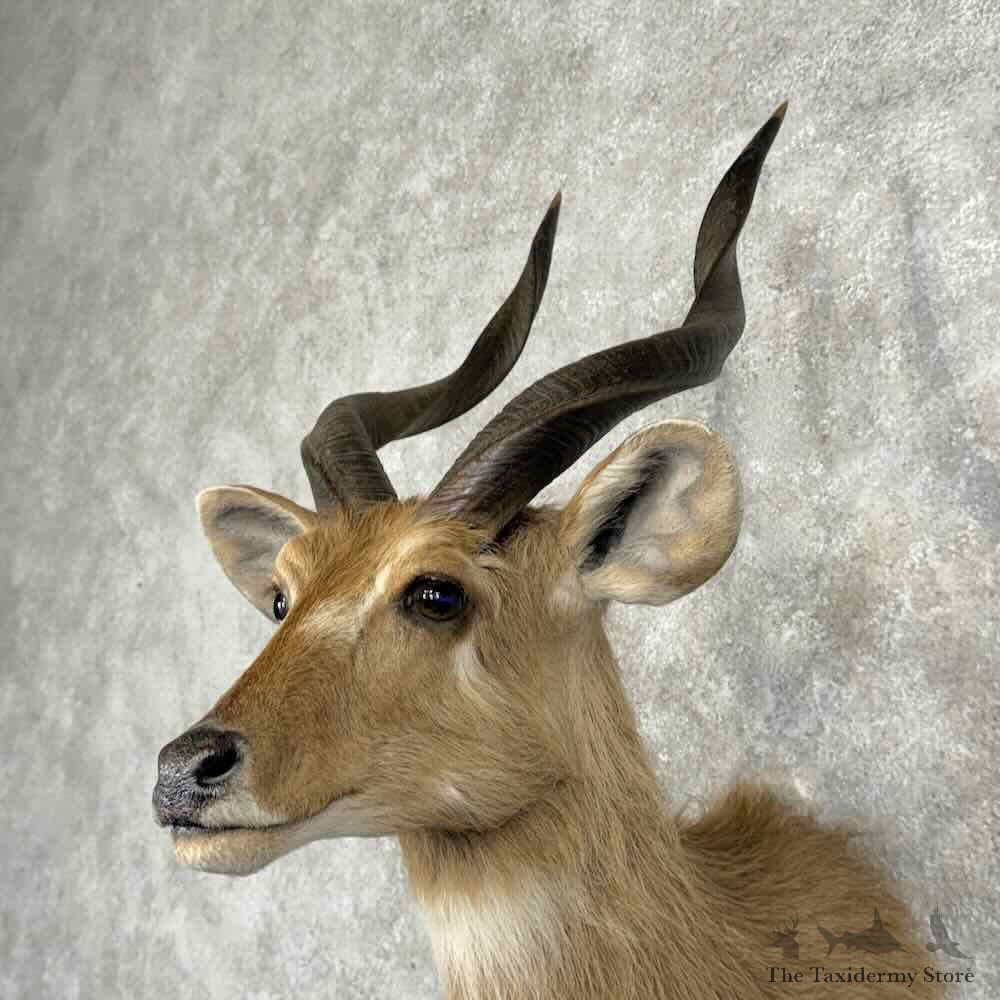 Zambezi Sitatunga Shoulder Mount For Sale #32011 @ The Taxidermy Store