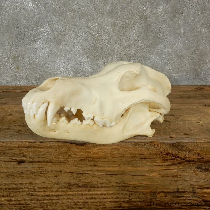 Wolf Skull Mount For Sale #17488 @ The Taxidermy Store